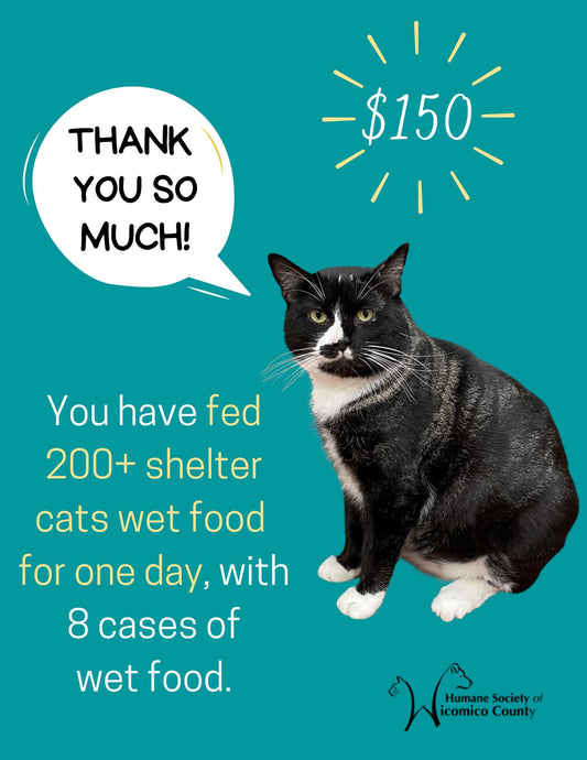 Feed Shelter Cats Wet Food For 1 Day - $150