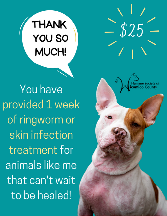 1 Week of Ringworm Treatment - $25