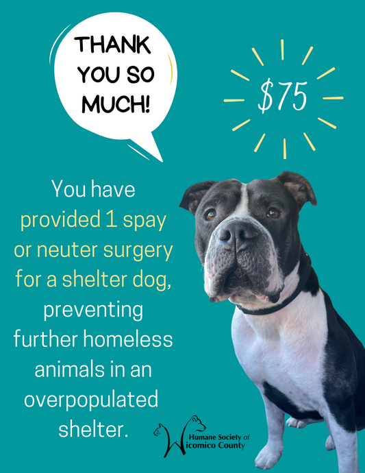 1 Spay or Neuter Surgery for a Shelter Dog - $75