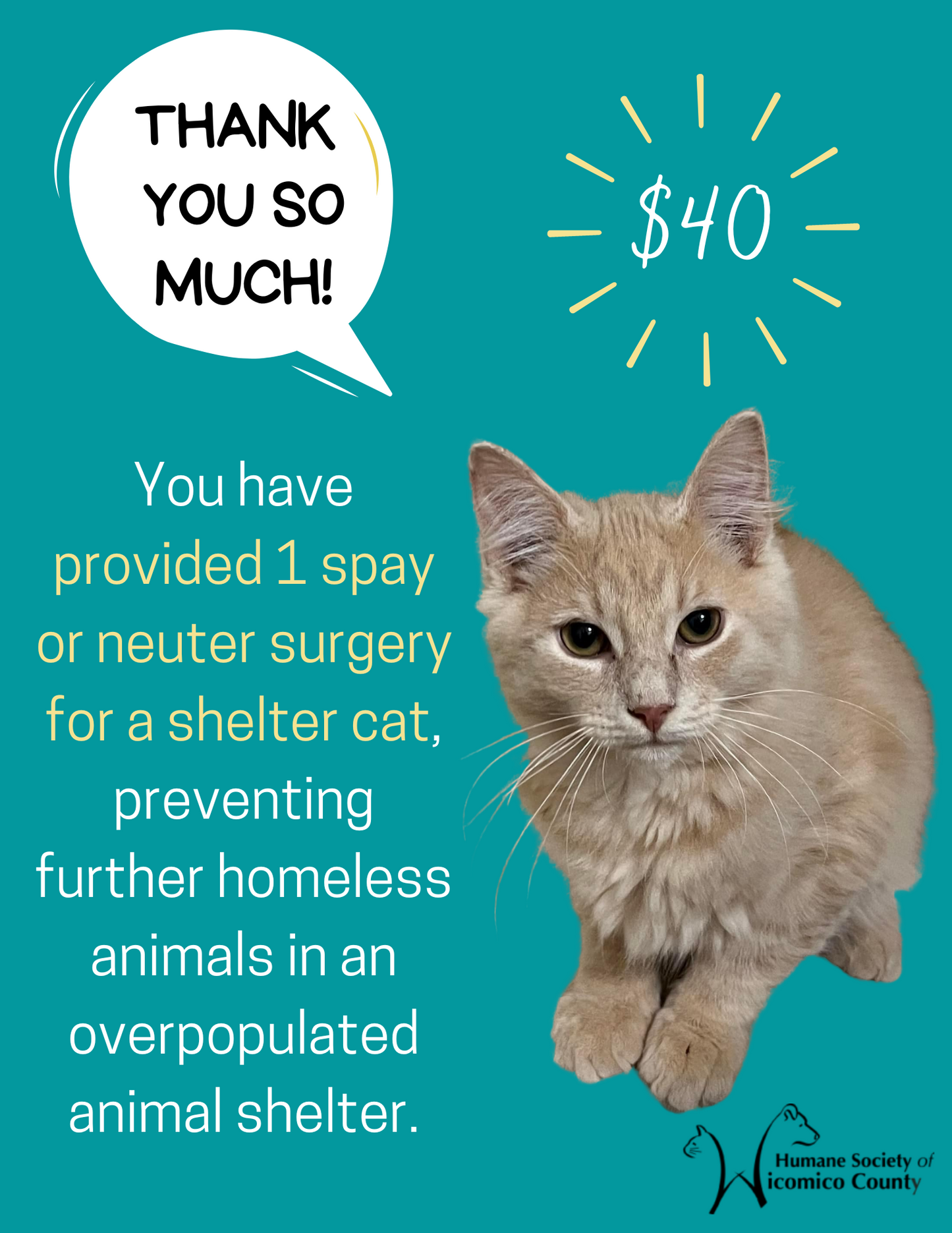 1 Spay or Neuter Surgery for a Shelter Cat - $40